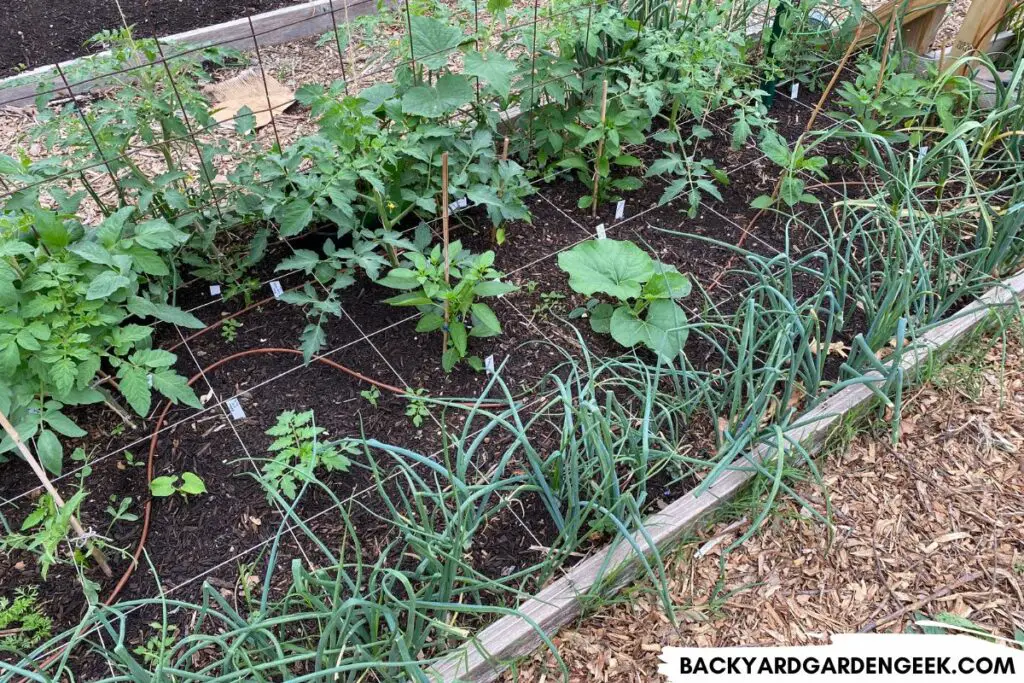 Raised Bed with Lots of Vegetable Plants