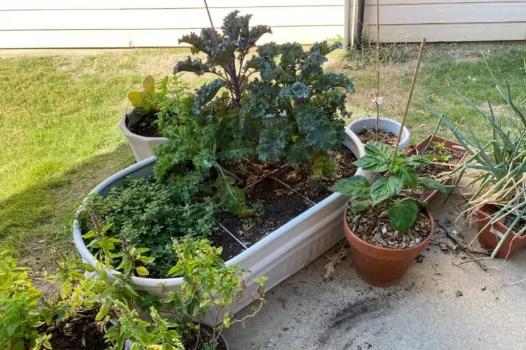 Putting Raised Beds on the Patio: Should You Do It?