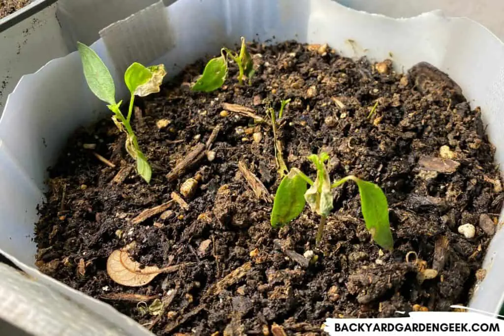 Shishito Pepper Plants Destroyed by Aphids