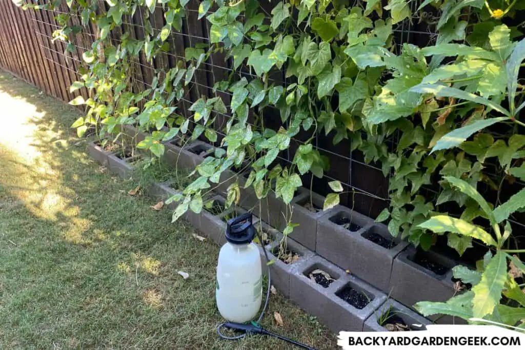 Soapy Water Spray Used on Bean Plants