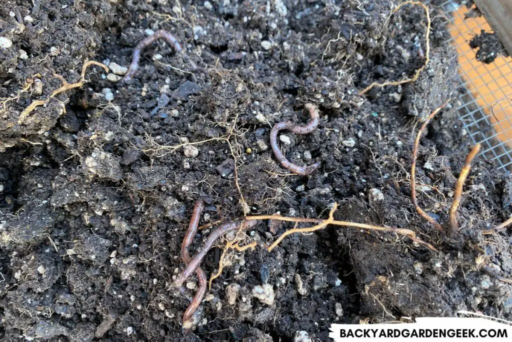 Soil Filled with Earthworms