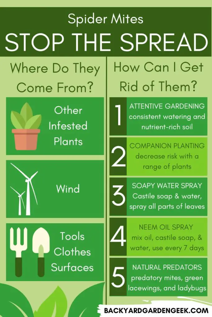 infographic describing where spider mites come from and explaining 5 ways to get rid of them