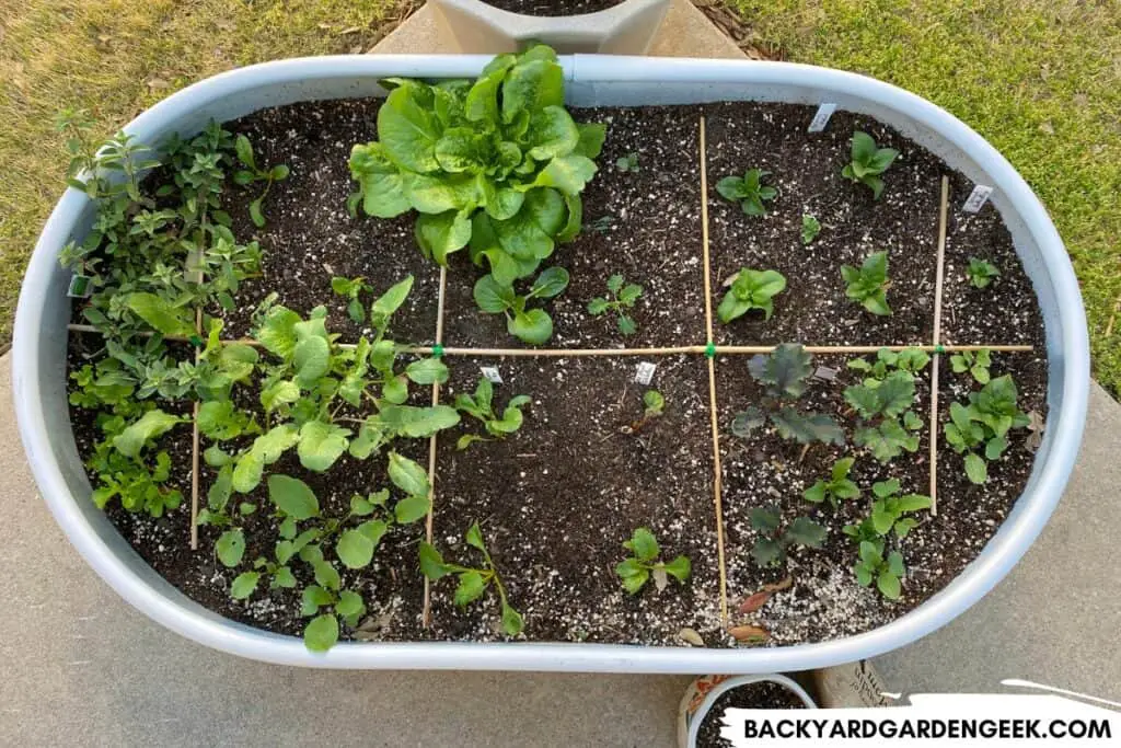 Square Foot Gardening in Raised Bed.jpg