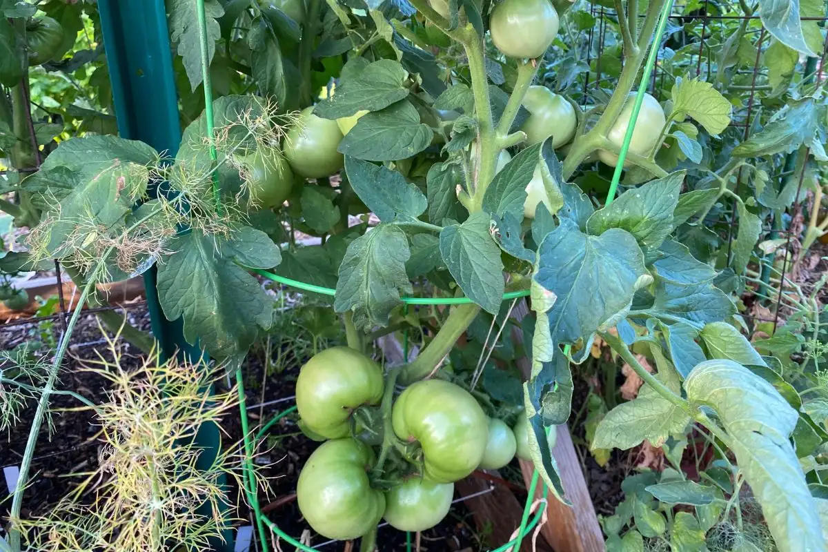 Tomato Plants in Raised Garden Bed