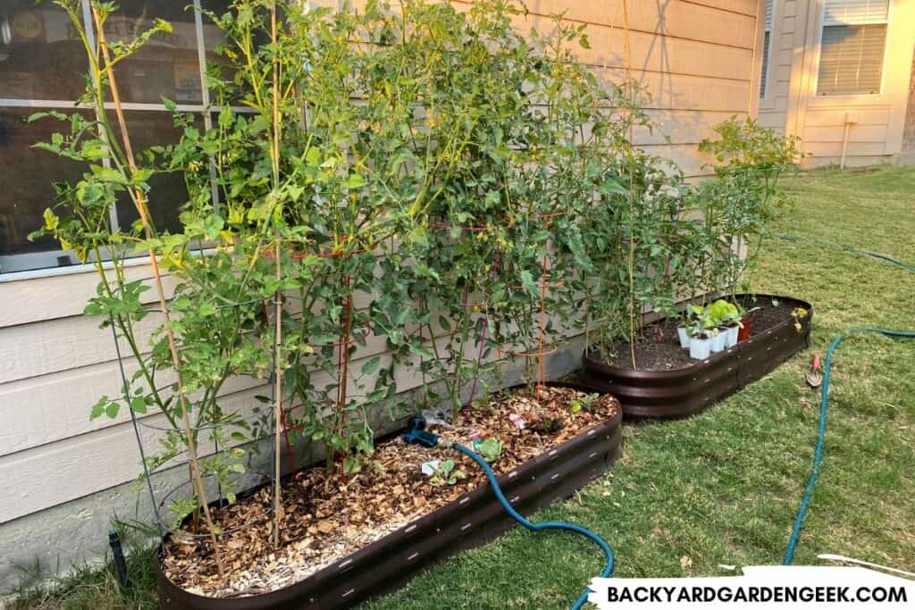 Tomato Plants in Raised Garden Beds