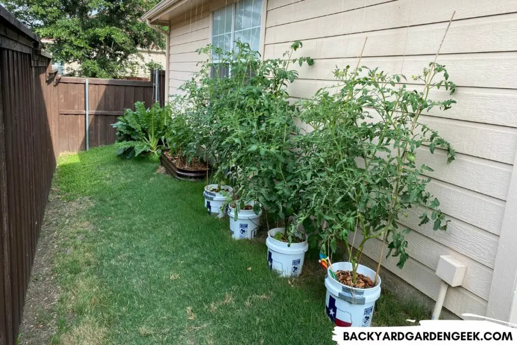 Tomatoes Growing in Paint Buckets