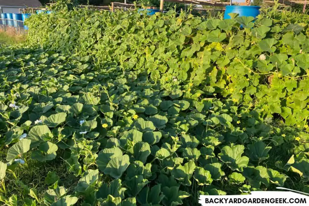 Tromboncino Squash Plant in a Field