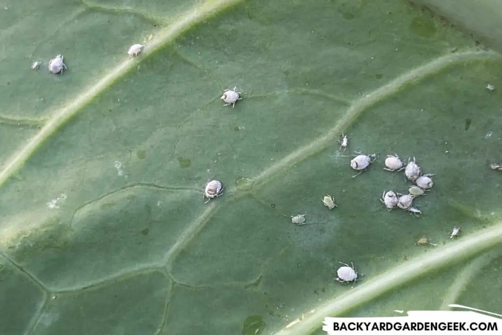 White Aphids on a Chard Plant
