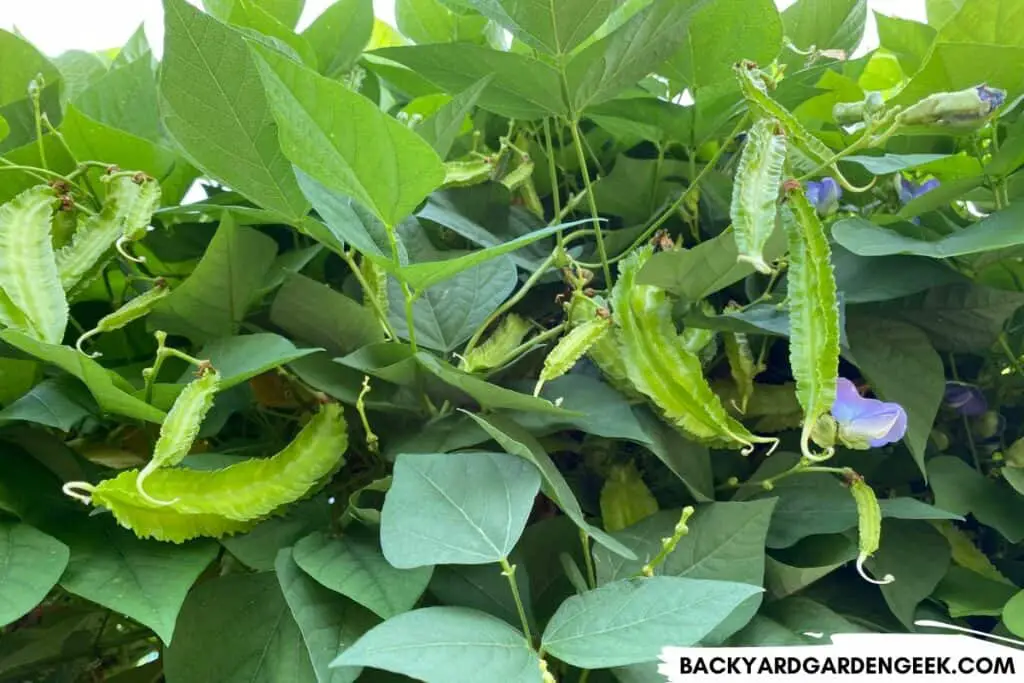 Wing Beans on a Trellis