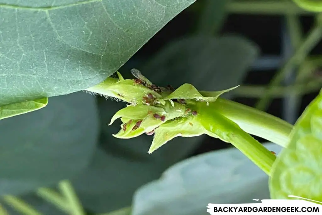 Winged Aphids on a Bean Plant