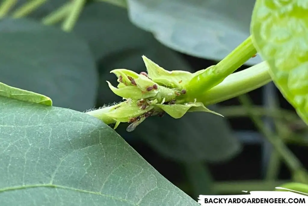 Winged Aphids on a Bean Plant