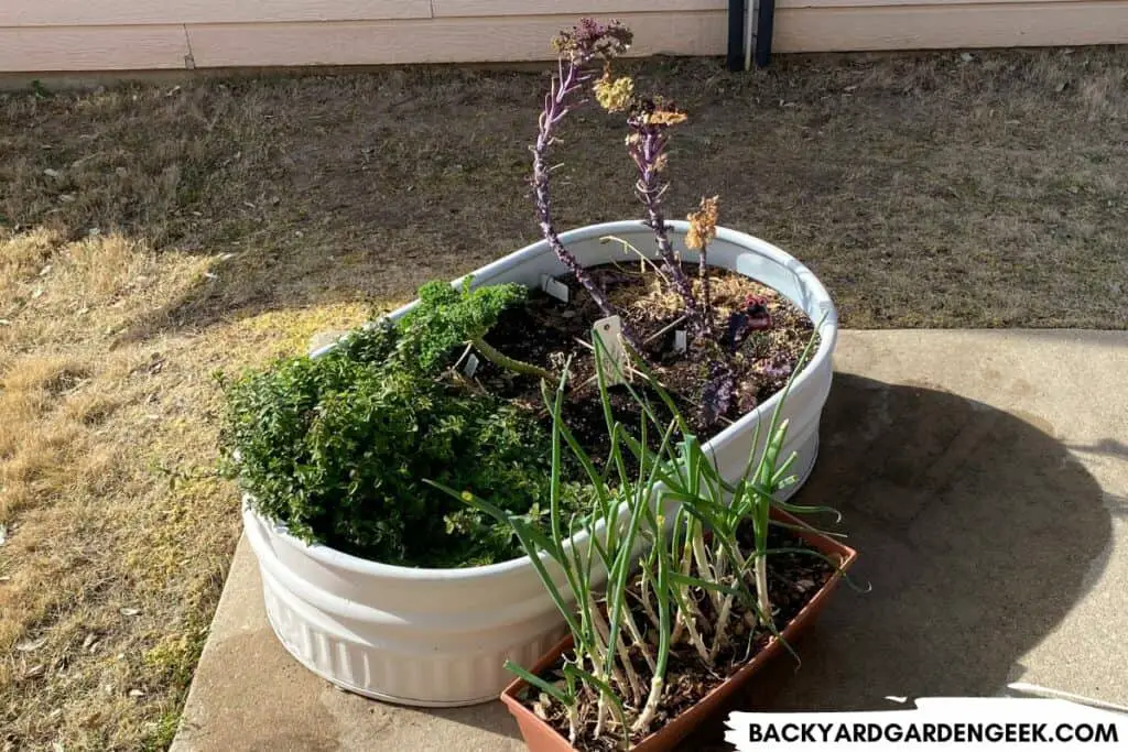 Winter Plants in Raised Patio Bed