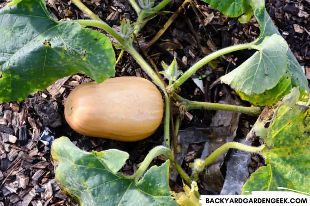 Winter Squash Plant