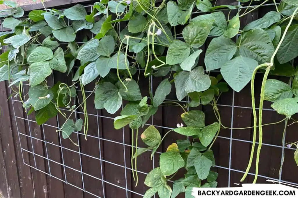 Yardlong Bean Plants on a Trellis