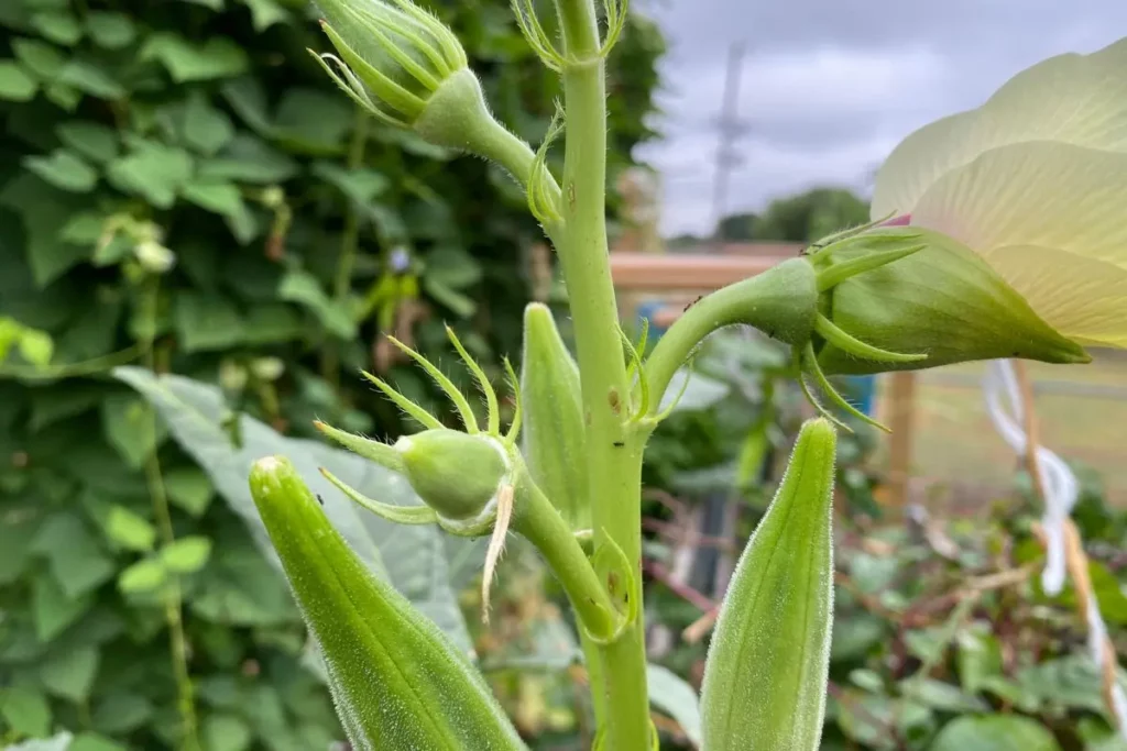 ants crawling around okra pods