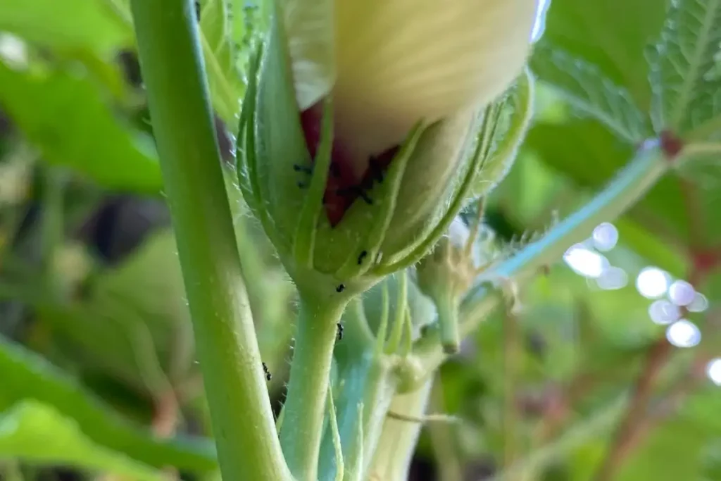 Ants crawling near an okra blossom