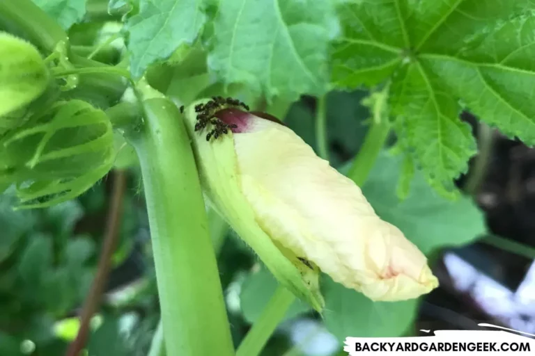 7 Easy Ways to Get Rid of Ants on Your Okra Plants