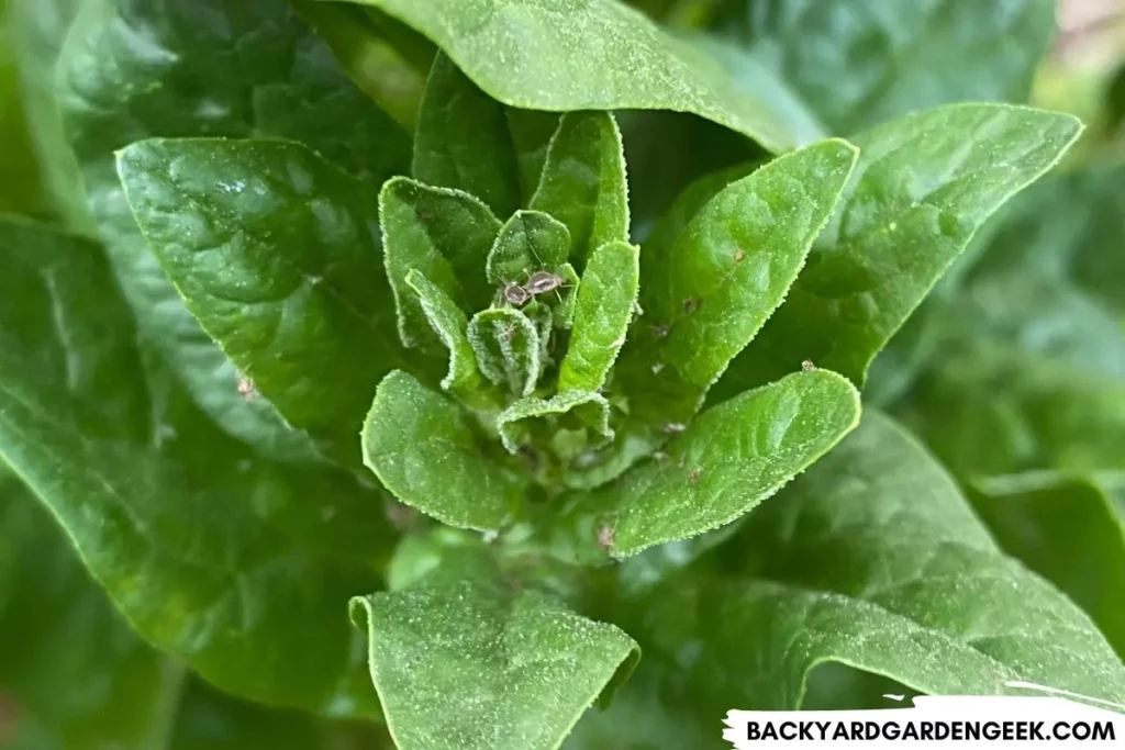 Aphids and Honeydew Droplets