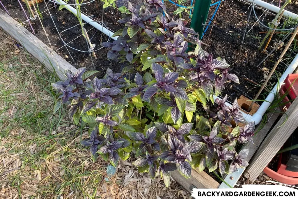 purple and green basil growing in a raised bed