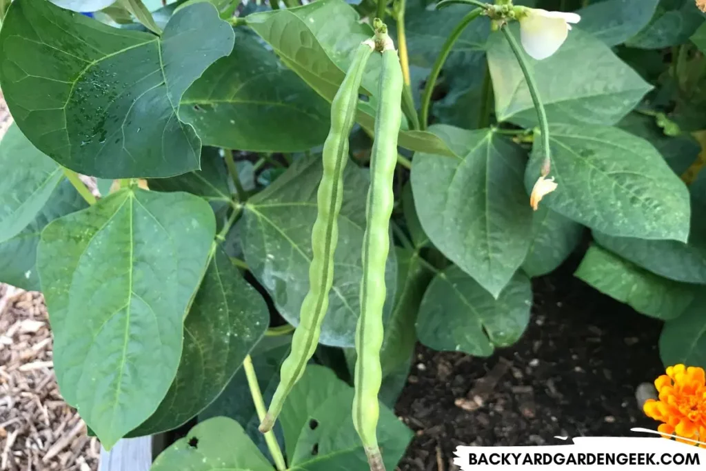 Black Eyed Peas in a Raised Garden Bed