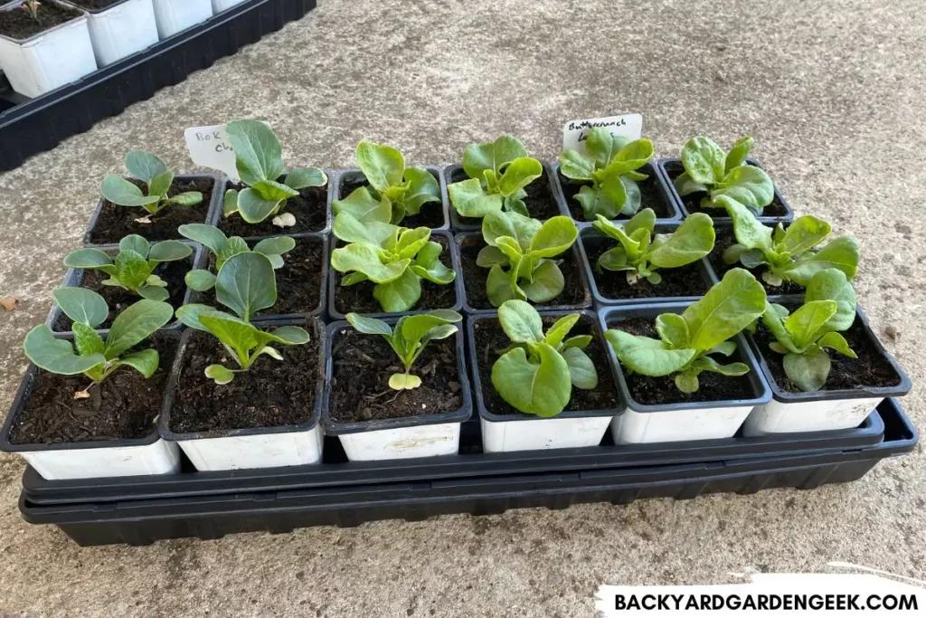 Bok Choy and Lettuce Seedlings