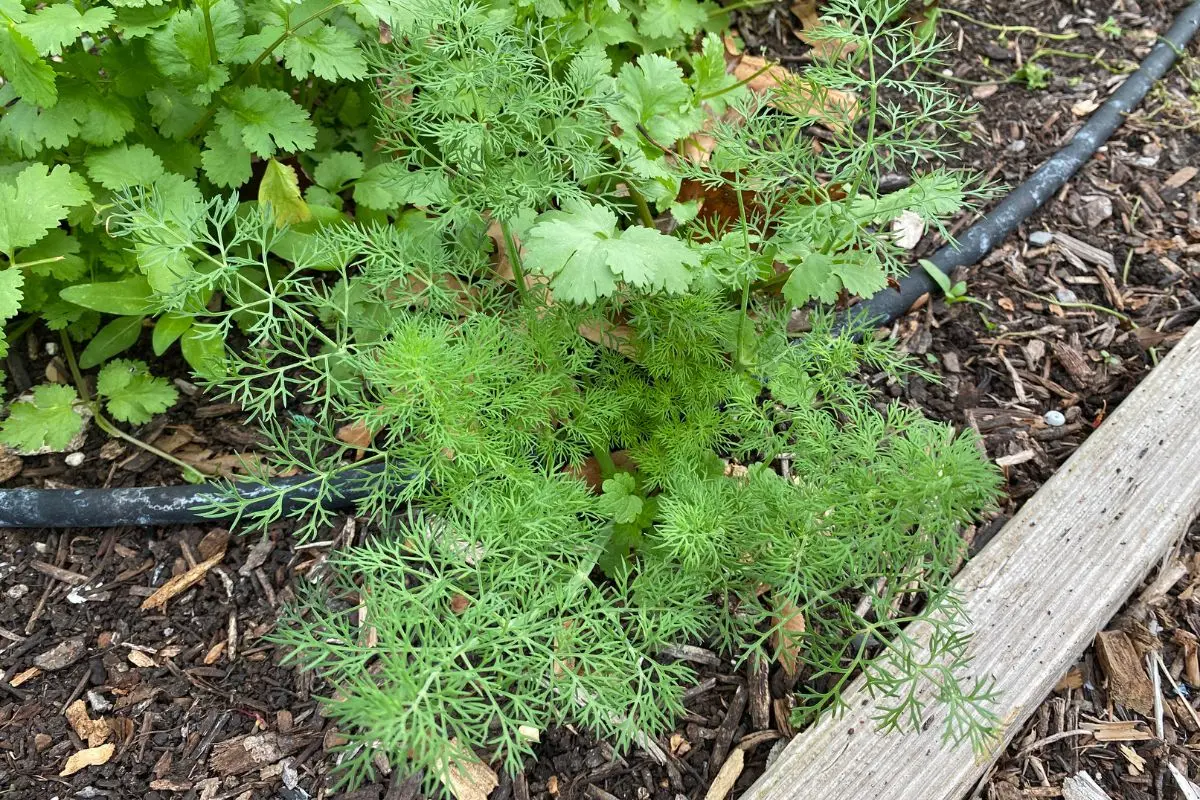 Dill and Cilantro in a Raised Garden Bed