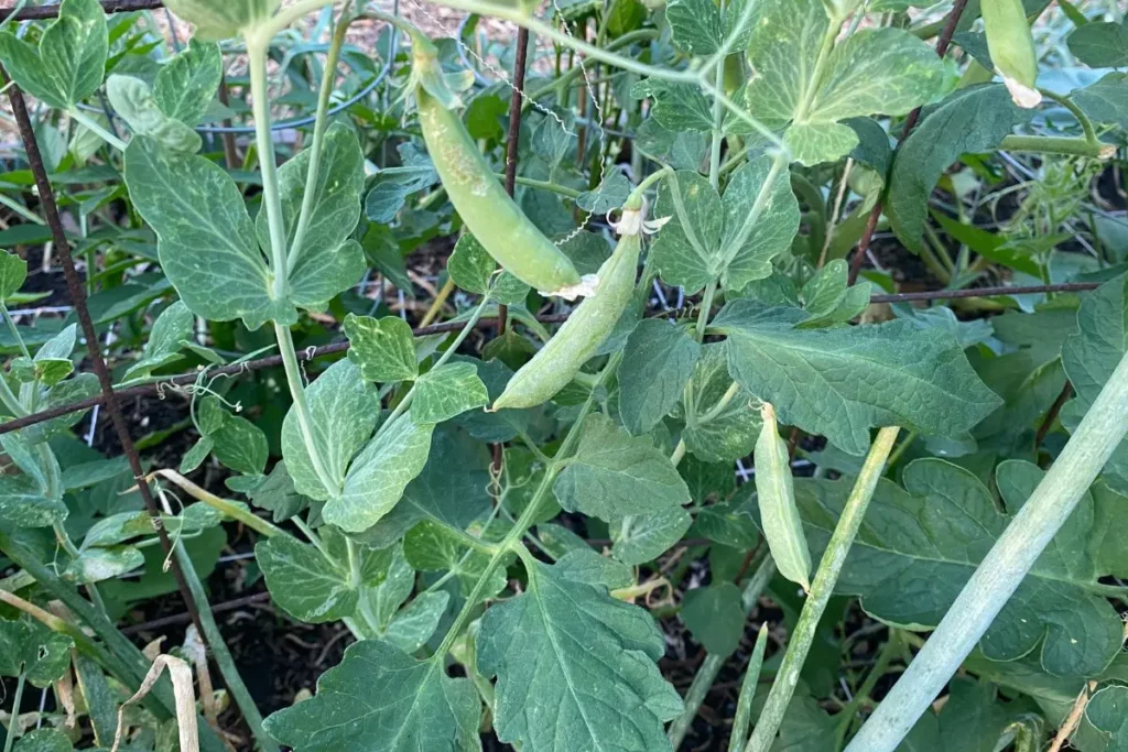 Pea Plants Growing in Raised Garden Bed