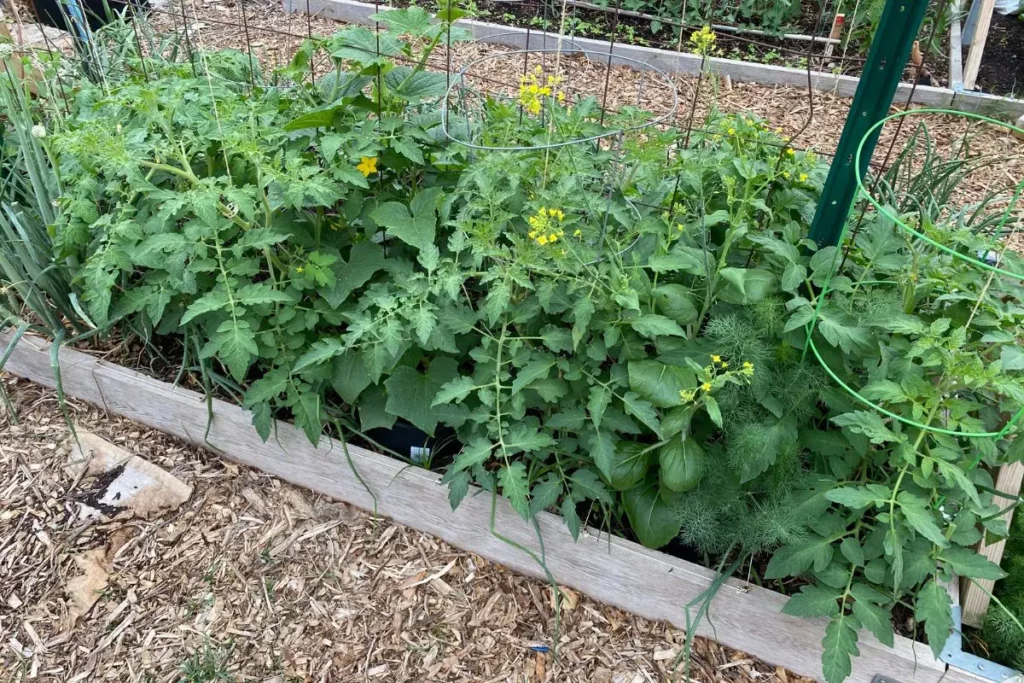 Tomato plants in a raised garden bed