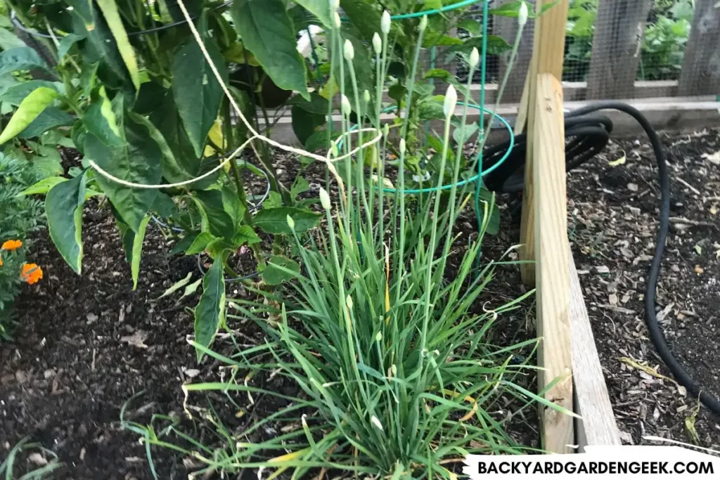 Chives Growing in a Raised Garden Bed