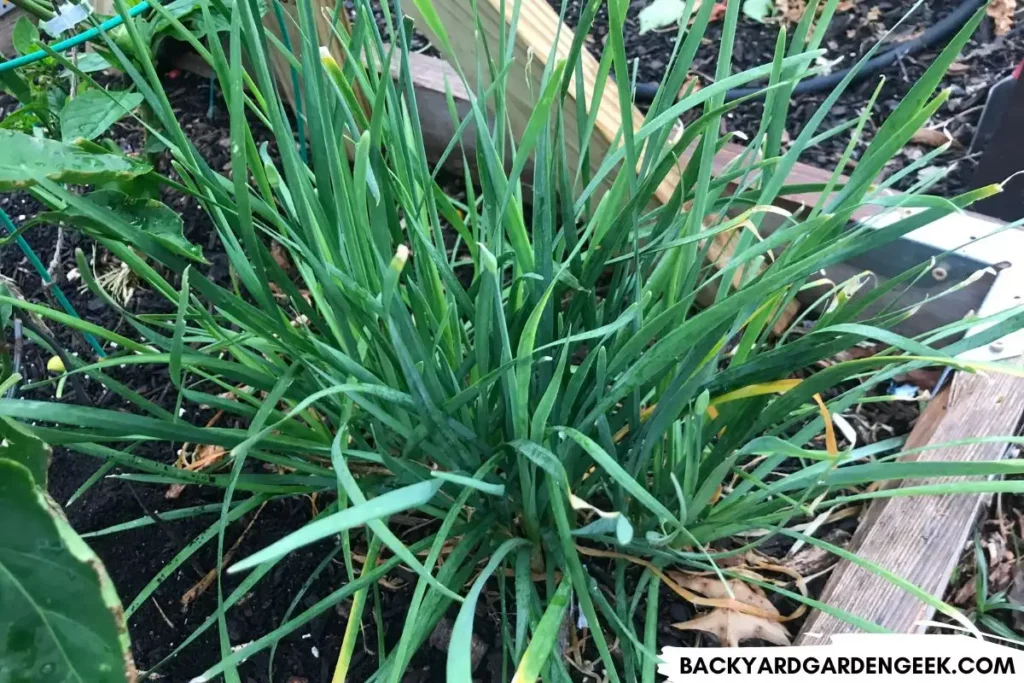chives growing in a raised garden bed