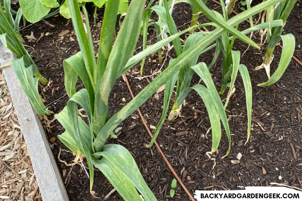 garlic growing in a raised garden bed