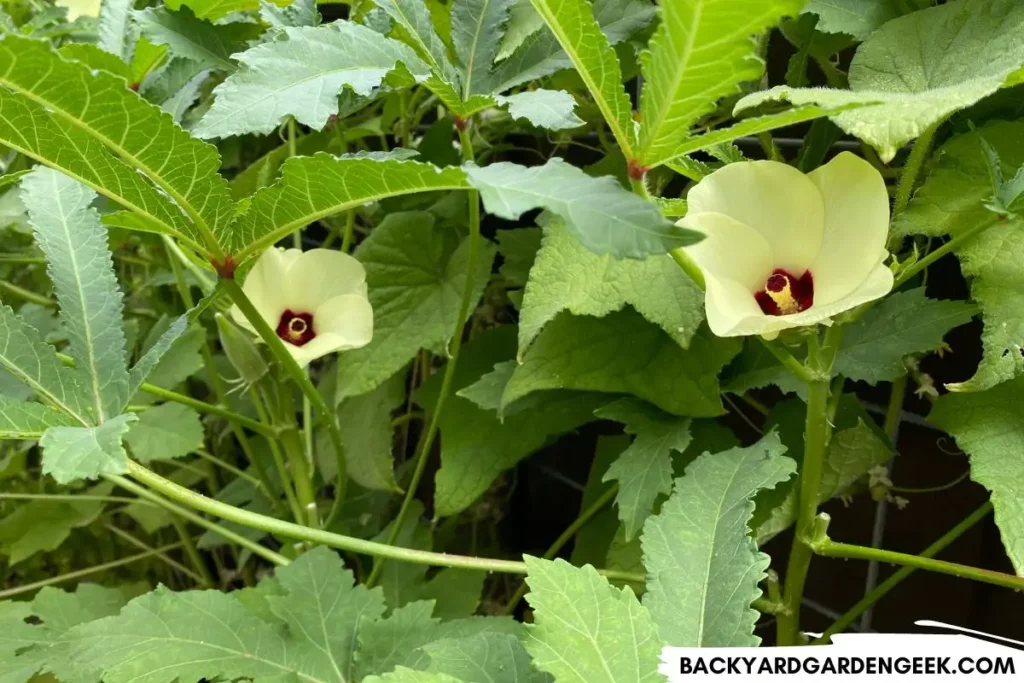 healthy okra plants