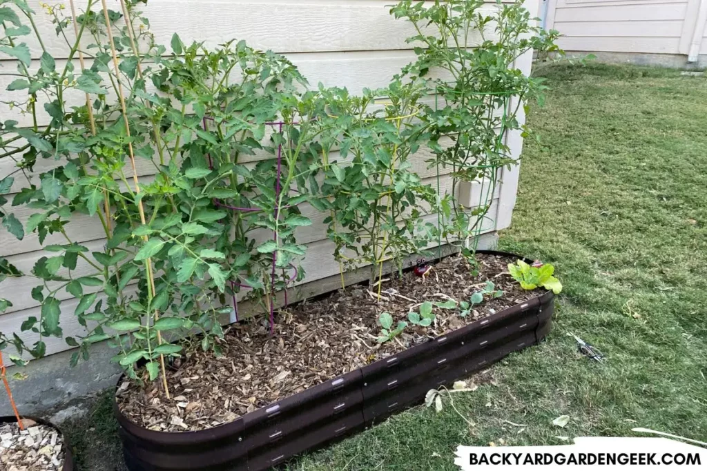 Tomato Plants Growing in a Raised Garden Bed