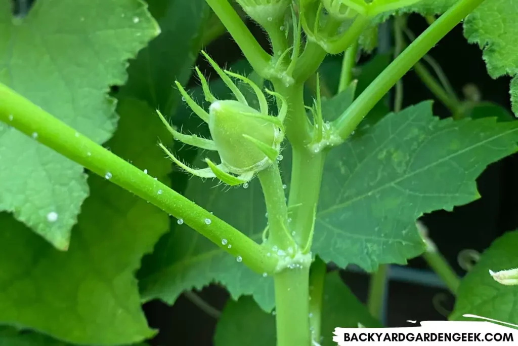 okra pearl bodies