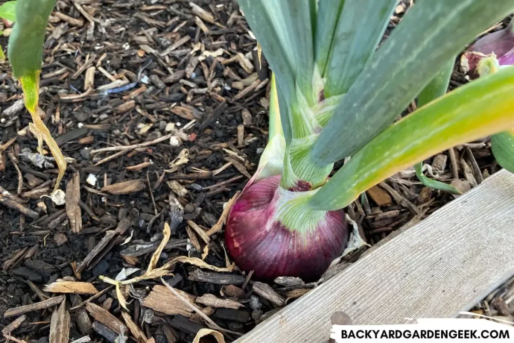 Red Onion in a Raised Garden Bed