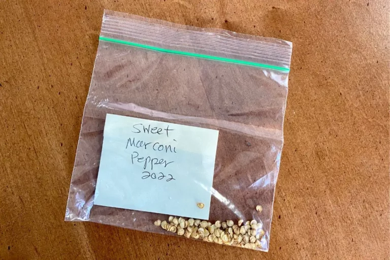Can I Store Seeds in Plastic Bags? 5 Seed-Saving Tips