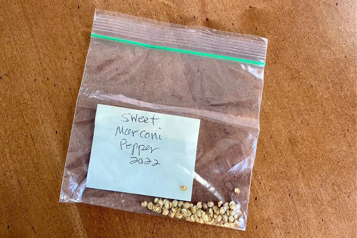 Pepper Seeds in a Plastic Bag