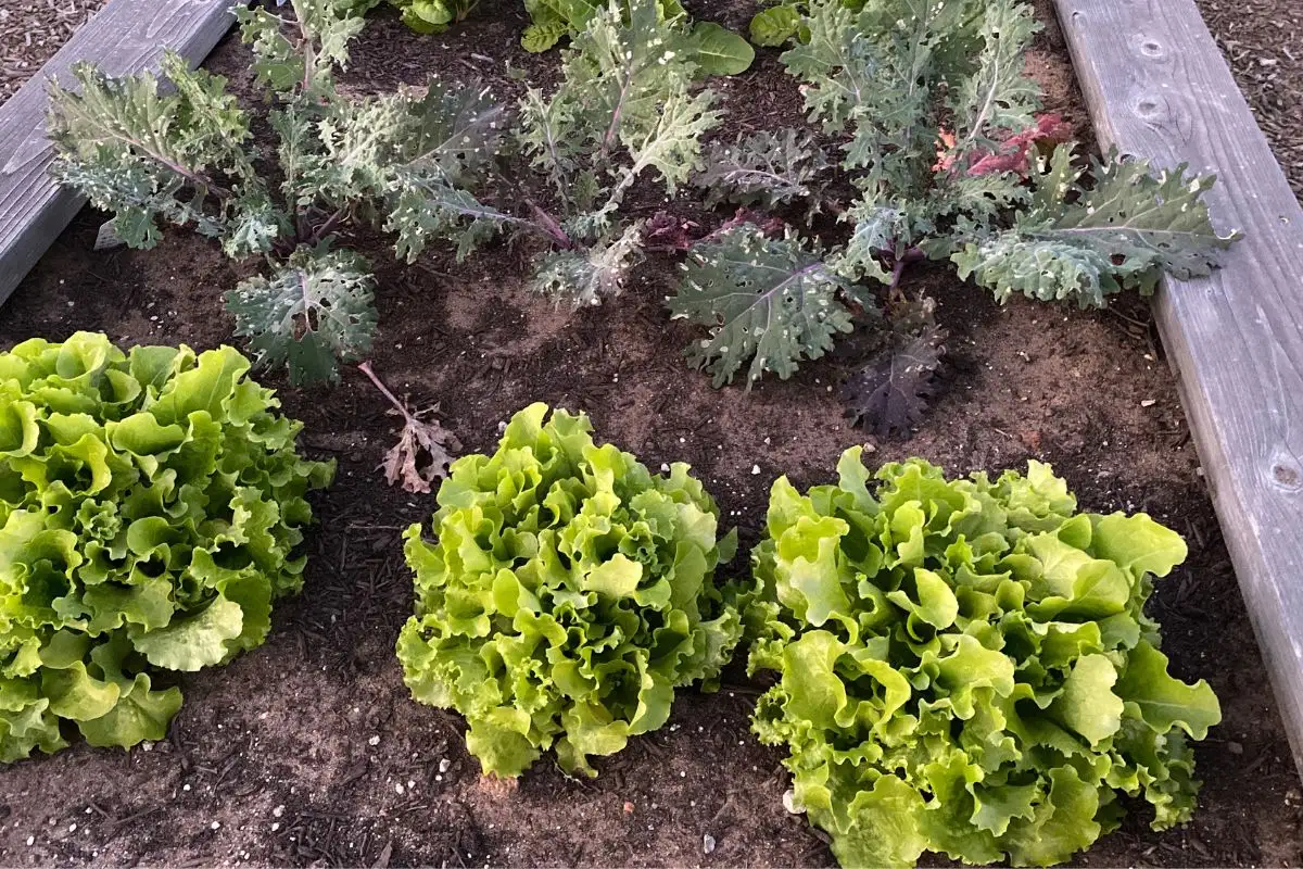 Raised Garden Beds with Lettuce and Kale