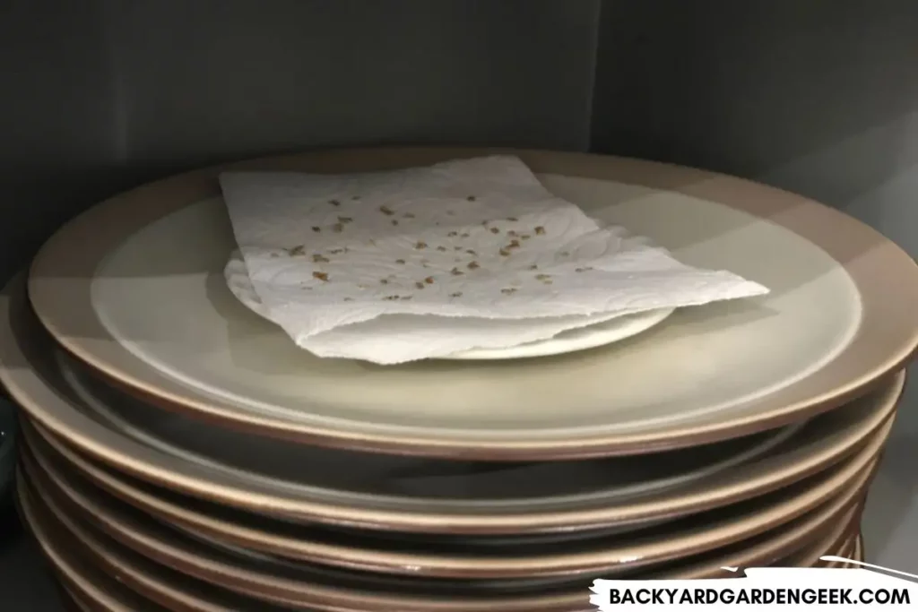 Seeds Drying on a Paper Towel