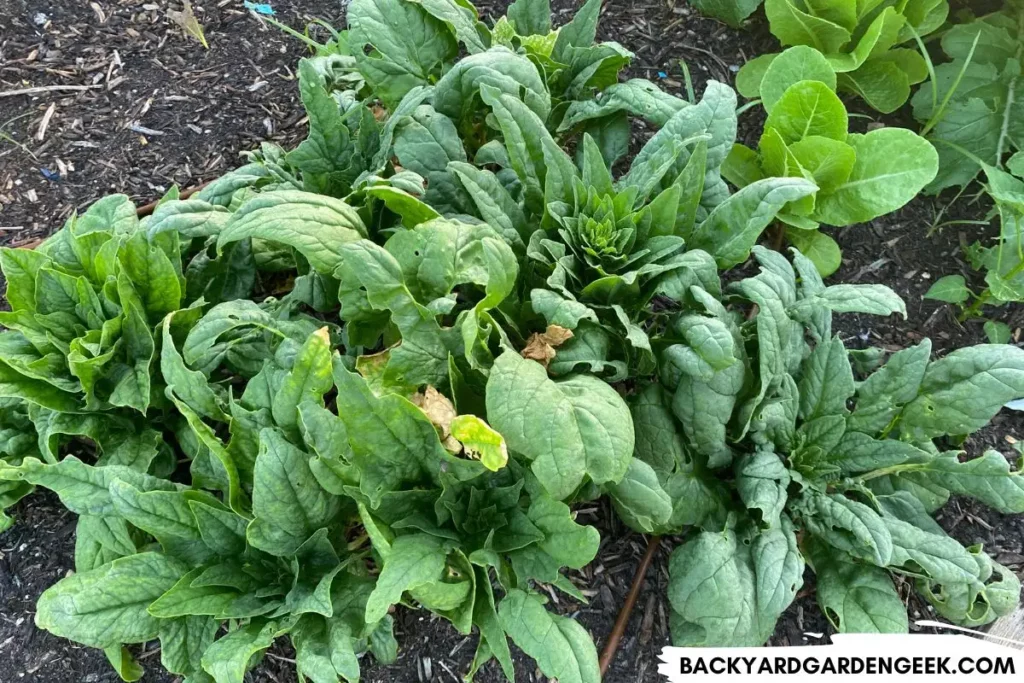 spinach growing in a raised garden bed