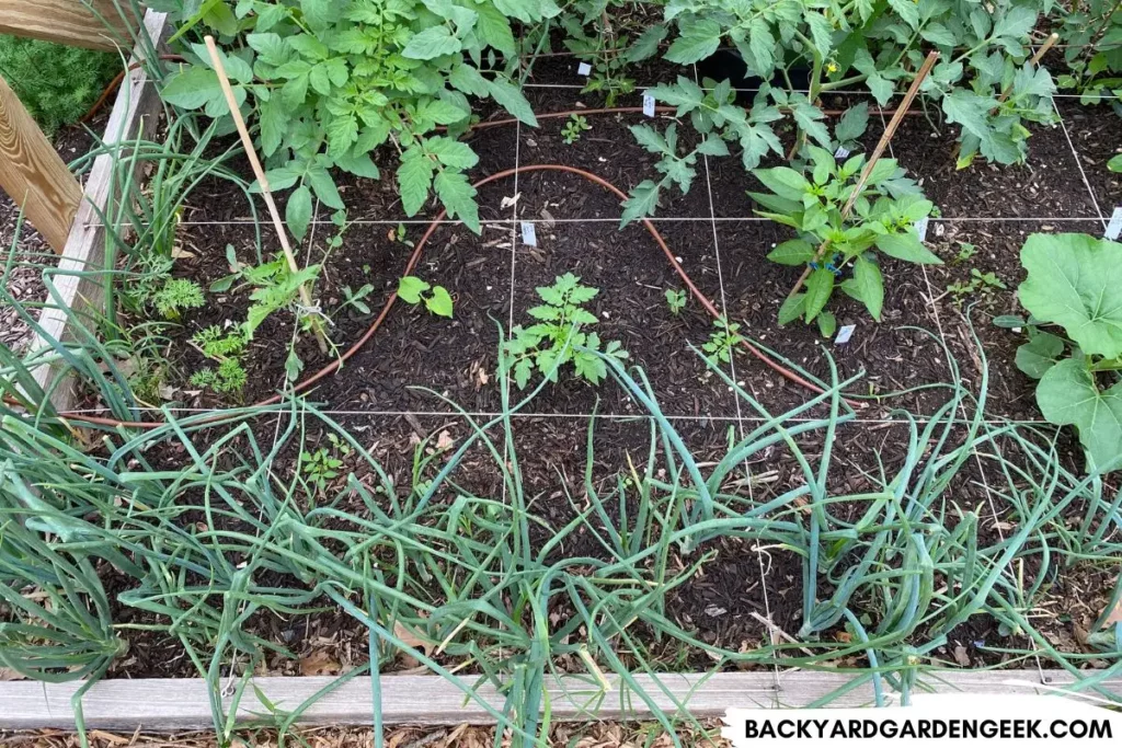 Square Foot Garden Grid in a Raised Bed