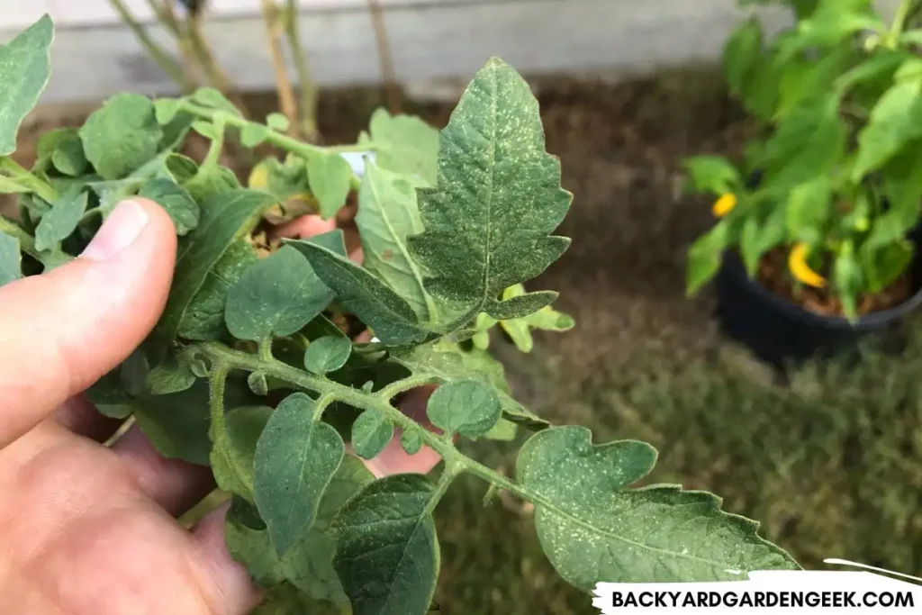 Tomato Plants with a Spider Mite Infestation