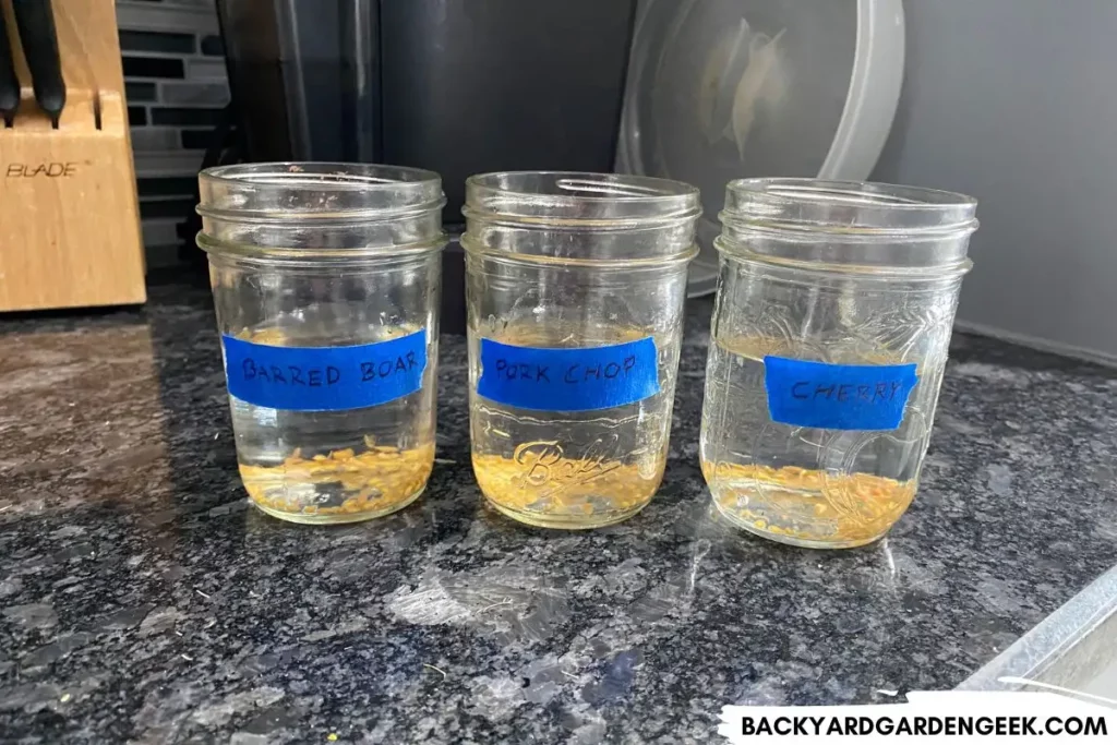 Tomato Seeds Soaking in Water