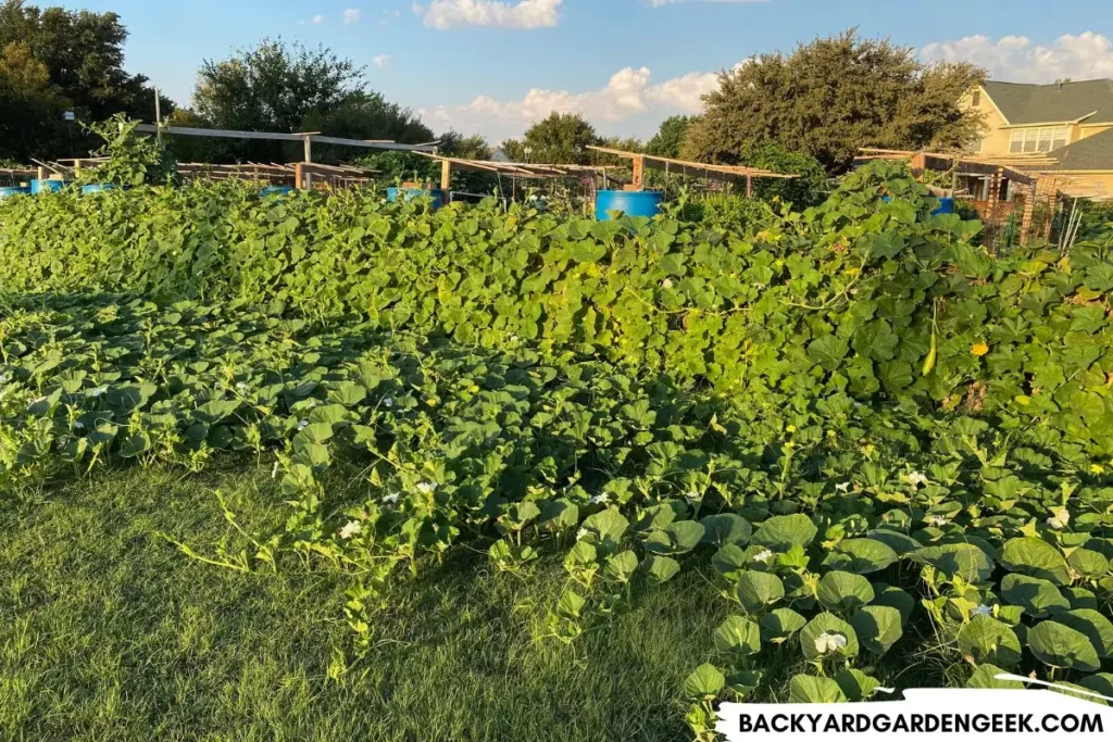 tromboncino squash growing over a fence