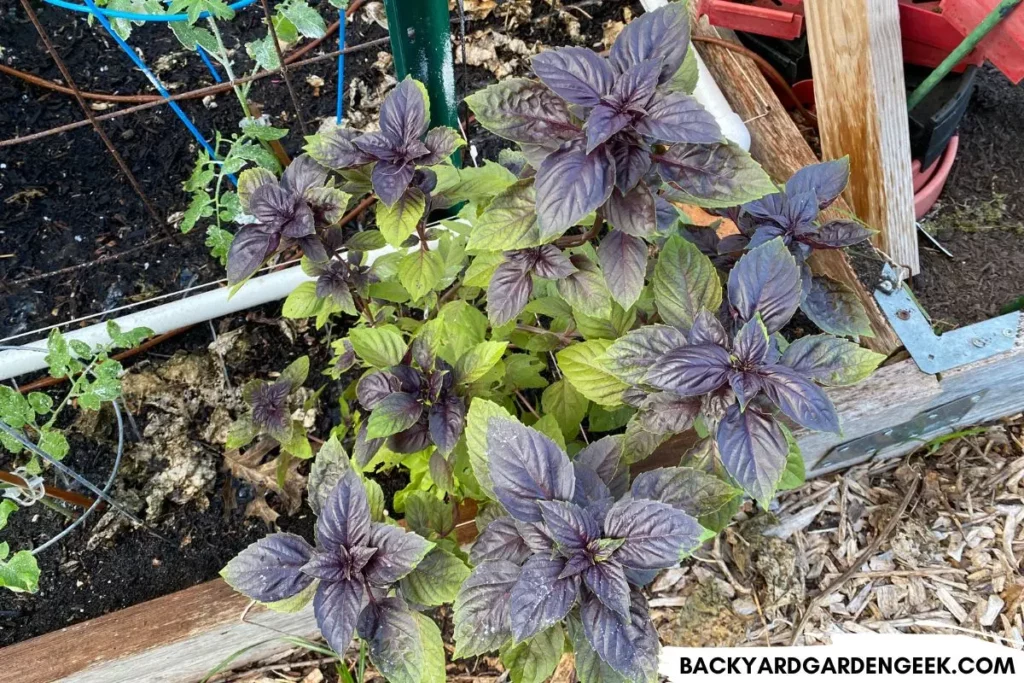 Basil Plant Growing in a Raised Garden Bed