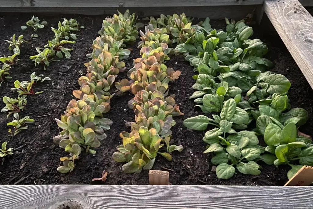 rows of lettuce growing in a raised garden bed