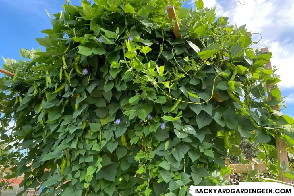 wing beans growing in a raised garden bed