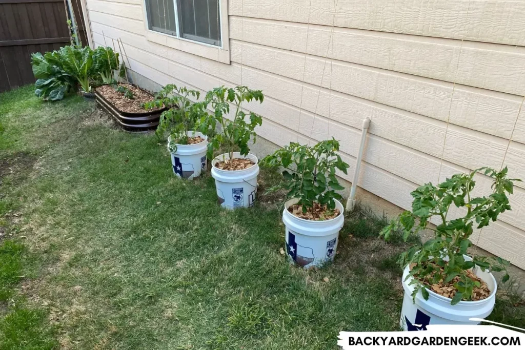 Tomato Plants Growing in Paint Buckets