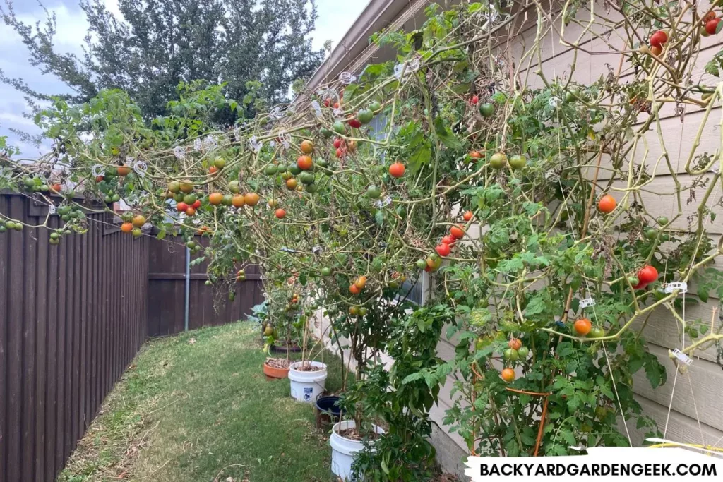 Tomato Plants Producing Tons of Tomatoes