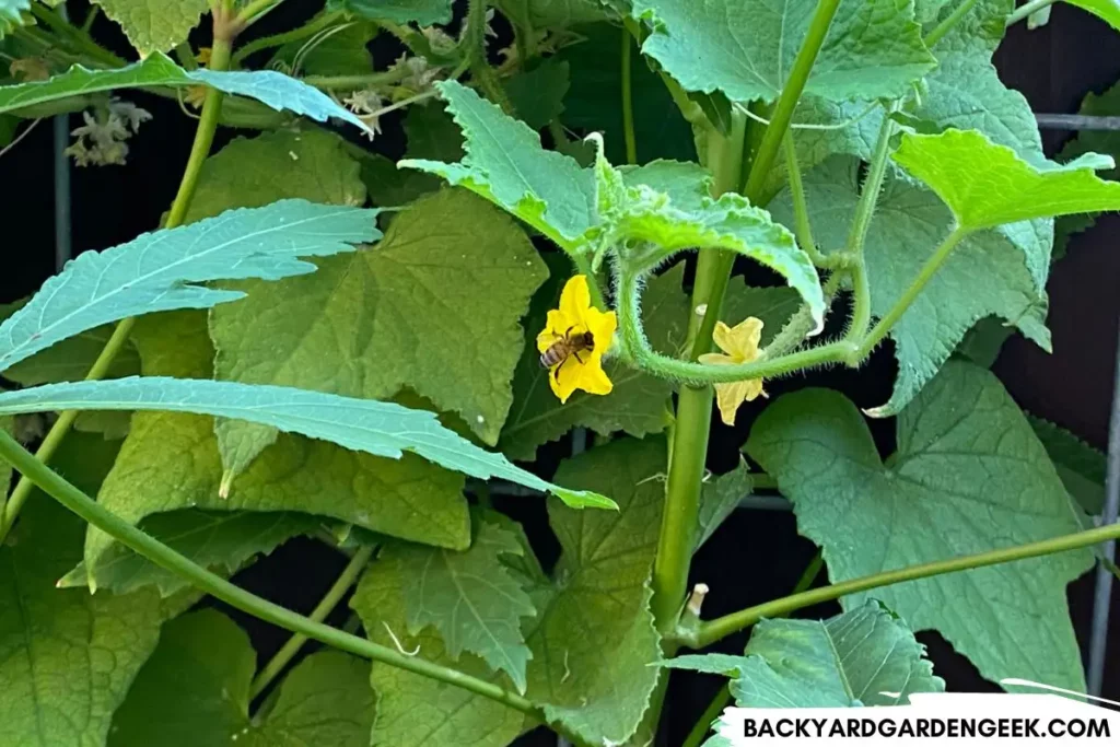 Bee Crawling Around Cucumber Plant Flower 1024x683.webp